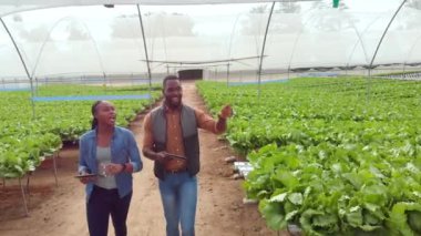 Hidrofonik çiftlikte yürürken, meslektaşlar ekinleri izlemek için tablet kullanıyorlar. Tarım, tarım, organik, teknoloji, takım çalışması, teftiş