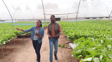 Hidroponik çiftliğinde yürüyen iki Afro-Amerikan çiftçi ilaçlarla ürün yetiştirmeyi tartışıyor. Tarım, tarım, organik, üretim, teknoloji, sera