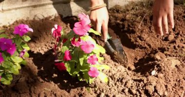 Bahçıvanlık, küçük bir kürekle toprağa pembe çiçekler eken biri. Bahçecilik, açık hava, doğa.