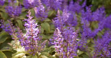 Bahçede açan mor çiçekler ve etrafını saran yeşil yapraklar. Doğa, çiçek, çiçek, bitki, bitki örtüsü, yeşillik.