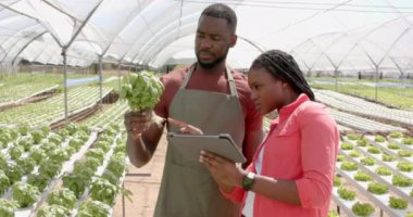 Fesleğen fabrikasını inceliyoruz, Afro-Amerikan çiftçileri serada hidroponik tarım için tablet kullanıyorlar. Tarım, teknoloji, hidrofonik, organik, üretim, teftiş