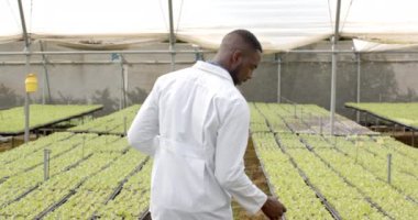 Hidrofonik bitkileri teftiş eden, beyaz önlüklü Afro-Amerikan bir adam serada çalışıyor. Tarım, tarım, organik, botanikçi, bahçıvanlık, tarım