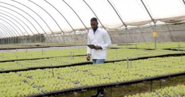 Hidroponik çiftliği inceleyen Afro-Amerikan bir adam seradaki bitki gelişimini izlemek için tablet kullanıyor. Tarım, tarım, teknoloji, organik, üretim, izleme