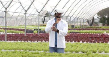 Beyaz önlüklü Afro-Amerikan adam, VR kulaklık kullanarak hidroponik çiftlik serasını inceliyor. Tarım, tarım, teknoloji, bilim adamı, organik, yenilik