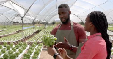 Fesleğen fabrikasını inceliyoruz. İki Afrikalı Amerikalı çiftçi birlikte hidroponik serada çalışıyor. Tarım, tarım, organik, takım çalışması, sürdürülebilirlik, tarım