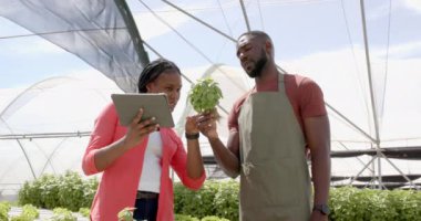 Fesleğen fabrikasını teftiş eden, tabletli Afro-Amerikan kadın ve apronlu Afro-Amerikan adam serada çalışıyor. Tarım, tarım, organik, üretim, teknoloji, teftiş