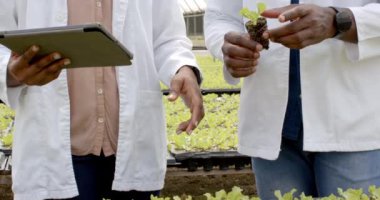 Araştırmacılar, hidroponik çiftlik serasındaki bitki gelişimini tablet kullanarak inceliyorlar. Tarım, teknoloji, hidroponik, sürdürülebilirlik, yenilik, tarım
