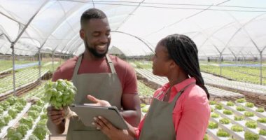 Gülümseyen Afro-Amerikan çiftçiler tablet kullanıyor ve fesleğen bitkisini hidroponik çiftliğinde tutuyorlar. Tarım, tarım, organik, üretim, teknoloji, bitkiler