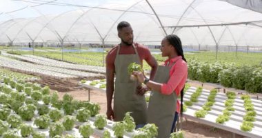 Fesleğen bitkilerini inceliyoruz. İki Afrika kökenli Amerikalı çiftçi birlikte hidroponik serada çalışıyor. Tarım, tarım, hidroponik, takım çalışması, işbirliği, organik