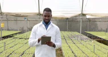 Tablet kullanan, laboratuvar önlüklü Afro-Amerikan adam seradaki hidroponik tarım bitkilerini inceliyor. Tarım, tarım, organik, teknoloji, teftiş, bilim adamı
