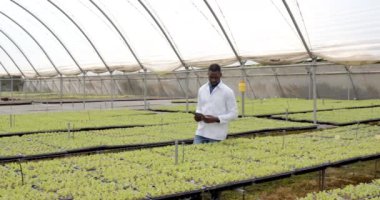 Tablet kullanarak, tarım bilimci seradaki hidrofonik bitkileri inceliyor. Tarım, tarım, hidrofonik, teknoloji, botanikçi, araştırma