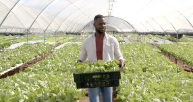 Elinde marul, Afrika kökenli Amerikalı bir adam hidroponik çiftlik serasında çalışıyor. Tarım, tarım, organik, üretim, hasat, taze