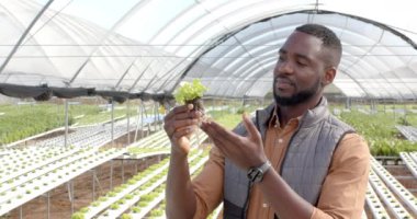 Elinde tohum tutan Afro-Amerikan bir adam hidroponik çiftlik serasında bitki yetiştirmeyi inceliyor. Tarım, sürdürülebilirlik, tarım, organik, yenilik, teknoloji