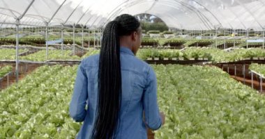 Hidrofonik marulu teftiş, serada çalışan bir kadın. Tarım, hidroponik, organik, tarım, hasat, tarım