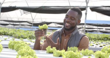 Gülümseyen çiftçi seradaki hidrofonik marul bitkilerini teftiş ediyor, işten zevk alıyor. Tarım, tarım, hidroponik, organik, teftiş, tarım