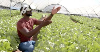 Afro-Amerikan bir adam seradaki hidroponik sebze bahçesini inceliyor. Tarım, teknoloji, bahçıvanlık, sebze, yenilik, tarım