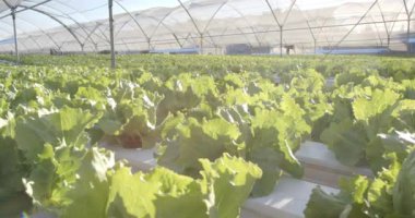 Serada hidroponik marul yetiştirme sürdürülebilir tarım teknikleri sergileme, kopyalama alanı. Hidrofonik, sürdürülebilirlik, organik, tarım, üretim, teknoloji