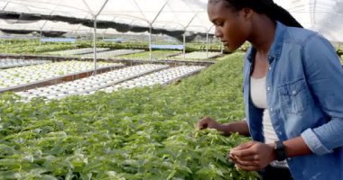 Seradaki hidrofonik sebze çiftliğini denetleyen, kendine güvenen bir kadın. Tarım, tarım, organik, üretim, hidrofonik, sürdürülebilirlik