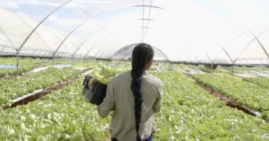 Hidroponik çiftlik serasında çalışan bir kasa marul taşıyan Afrikalı Amerikalı kadın. Tarım, tarım, organik, üretim, hasat, sebze