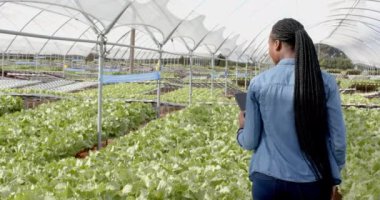 Hidrofonik çiftlikte yürüyen, elinde tablet olan ve mahsulleri inceleyen bir kadın, kopyalama alanı. Tarım, tarım, organik, teftiş, teknoloji, hidroponik