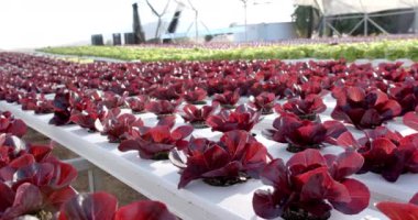 Sera ortamında kırmızı ve yeşil marul yetiştiren hidrofonik çiftlik, kopyalama alanı. Tarım, tarım, organik, üretim, sürdürülebilirlik, bahçıvanlık