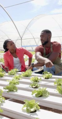 Dikey video: Seradaki marul bitkilerini inceleyen kadın ve erkek, hidrofonik çiftçiliği tartışıyor. Tarım, organik, üretim, denetleme, takım çalışması, sürdürülebilirlik