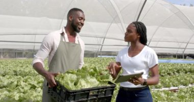 Afro-Amerikan çiftçiler ellerinde marul tutuyorlar ve hidroponik çiftlik işleri için tablet kullanıyorlar. Tarım, tarım, organik, teknoloji, üretim, teftiş