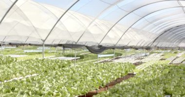 Organik sebze büyümesini denetleyen, seradaki hidroponik marul çiftliğini inceleyen, kopyalayan bir adam. Tarım, tarım, üretim, tarım, bahçıvanlık, sürdürülebilirlik