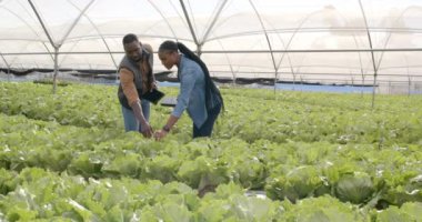 Hidrofonik marulu inceliyoruz, iki Afrikalı Amerikalı çiftçi serada mahsul kalitesini tartışıyor. Tarım, tarım, organik, üretim, teftiş, takım çalışması