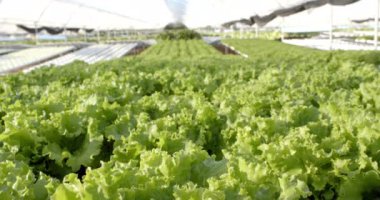 Serada yetişen taze yeşil salatalı hidrofonik çiftlik, kopyalama alanı. Tarım, tarım, organik, üretim, sürdürülebilir, hidroponik