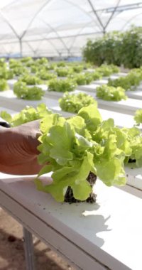 Dikey video: Kökler inceleniyor, çiftçi sera çiftliğinde salata tutuyor. Tarım, tarım, organik, üretim, hidrofonik, teftiş