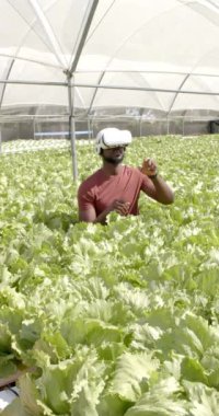 Dikey video: VR kulaklık kullanan adam seradaki hidroponik marul bitkilerini inceliyor. Tarım, hidroponik, teknoloji, sanal gerçeklik, tarım, yenilik