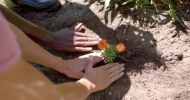 Bahçeye çiçek dikmek, güneşli bir günde birlikte çalışan farklı çiftler. Bahçıvanlık, takım çalışması, açık hava, bahar, doğa, bahçecilik.