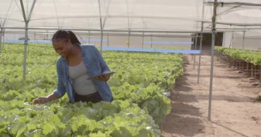 Tablet kullanan, sera çiftliğindeki salatayı inceleyen bir kadın. Tarım, tarım, organik, üretim, teknoloji, teftiş