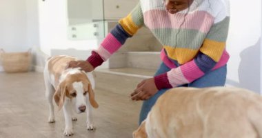 Renkli süveter giyen Afro-Amerikalı genç kadın evde köpeğini nazikçe okşuyor. Saçları örülmüş, gözleri koyu renk, ve tahta zeminde diz çöküyor, değişmemiş, ağır çekimde.