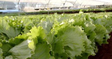 Hidroponik çiftlik serasında marul yetiştirmek sürdürülebilir tarım ve kopyalama alanı sergilemek. Hidrofonik, sürdürülebilirlik, çiftçilik, organik, üretim, bahçecilik