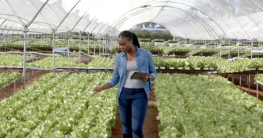 Tablet kullanan bir kadın, hidroponik çiftlik serasında marul inceliyor. Tarım, tarım, organik, üretim, teknoloji, kadın