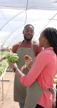 Dikey video: Taze fesleğen bitkilerini incelemek, hidroponik seradaki gülen çiftçileri incelemek. Tarım, tarım, hidroponik, hasat, organik, üretim