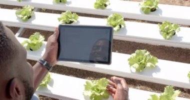 Tablet kullanarak, çiftçi seradaki hidrofonik marulu inceliyor. Tarım, tarım, teknoloji, organik, üretim, teftiş