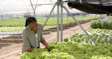 Hidrofonik marulu, sera çiftliğinde çalışan Afrikalı Amerikalı kadını inceliyorum. Tarım, tarım, organik, üretim, teftiş, bahçıvanlık