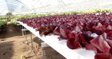 Serada yetişen organik sebzelerle dolu hidrofonik çiftlik, kopyalama alanı. Tarım, tarım, üretim, sürdürülebilirlik, mahsul, bahçıvanlık