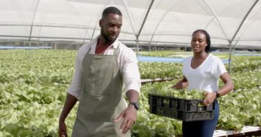Birlikte çalışan Afro-Amerikan erkek ve Afrikalı Amerikalı kadın hidroponik çiftlik serasında marul hasat ediyorlar. Tarım, takım çalışması, organik tarım, sebze, sürdürülebilir