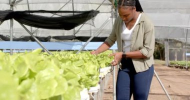 Hidrofonik marulu, serada çalışan Afrikalı Amerikalı kadını inceliyorum. Tarım, tarım, organik, üretim, teftiş, sebze