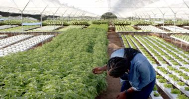 Fabrikaları teftiş etmek, okulda çalışan çiftçiler, hidroponik sebze çiftliği serası. Tarım, tarım, hidroponik, eğitim, sürdürülebilirlik, sebze