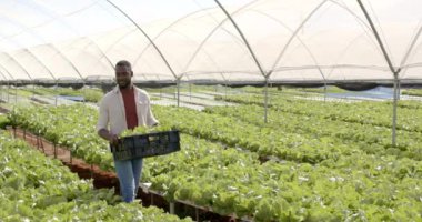 Hidroponik çiftlik serasında çalışan bir kasa marul taşıyan Afro-Amerikan bir adam. Tarım, tarım, organik, üretim, hasat, bahçıvanlık