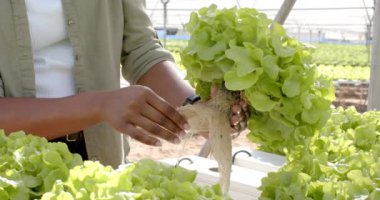 Taze marul hasadı, sera hidrofonik çiftliğinde çalışan çiftçi. Tarım, tarım, organik, üretim, hidrofonik, sebze