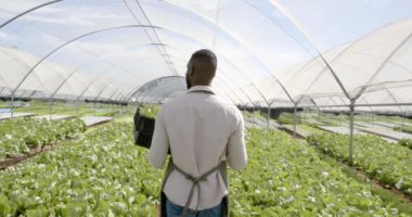Sandık sandık sebze taşıma, organik hidroponik serada çalışan çiftçi. Tarım, tarım, üretim, hasat, sürdürülebilir tarım