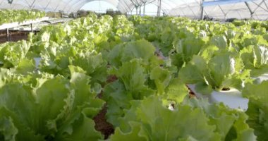 Taze marul yetiştirme, hidroponik çiftlik serada organik sebzeler yetiştirme, kopyalama alanı. Tarım, tarım, üretim, hidroponik, tarım, sürdürülebilirlik