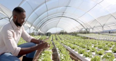 Marul teftişi, seradaki sebze bahçesinde çalışan çiftçi. Tarım, tarım, organik, üretim, bahçecilik, sürdürülebilir