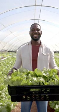 Dikey video: Gülümseyen çiftçi hidroponik serada taze marul kasası tutuyor. Tarım, tarım, organik, üretim, hasat, sürdürülebilirlik